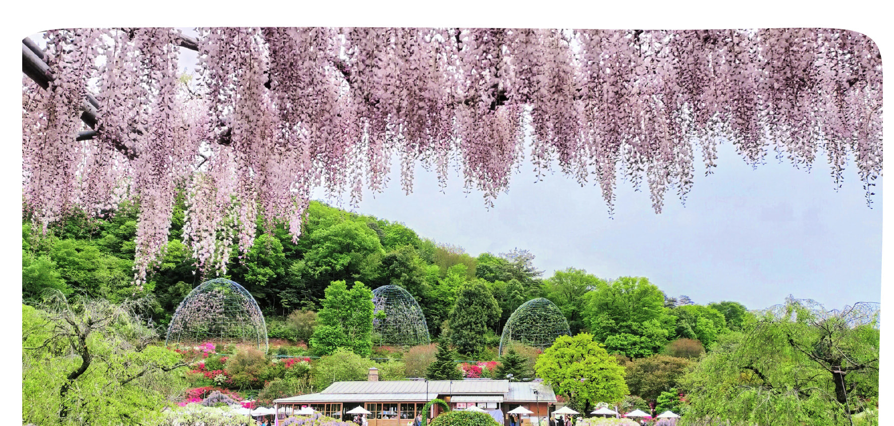 季節限定: 國營常陸海濱公園 & 足利花卉公園一日遊 (東京出發)