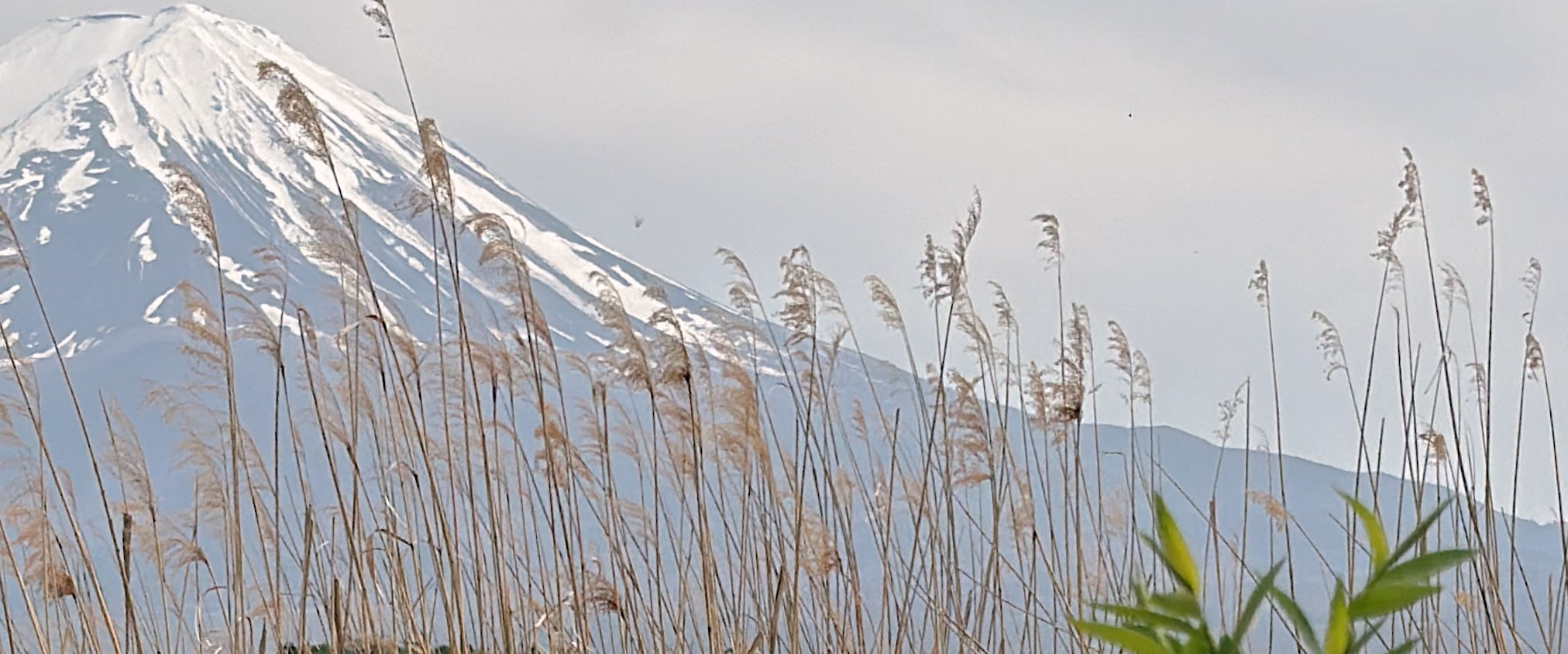 【穆斯林友好|富士山一日遊】新倉山淺間公園+富士天梯小鎮+穆斯林午餐+河口湖+網紅羅森便利店（東京出發）