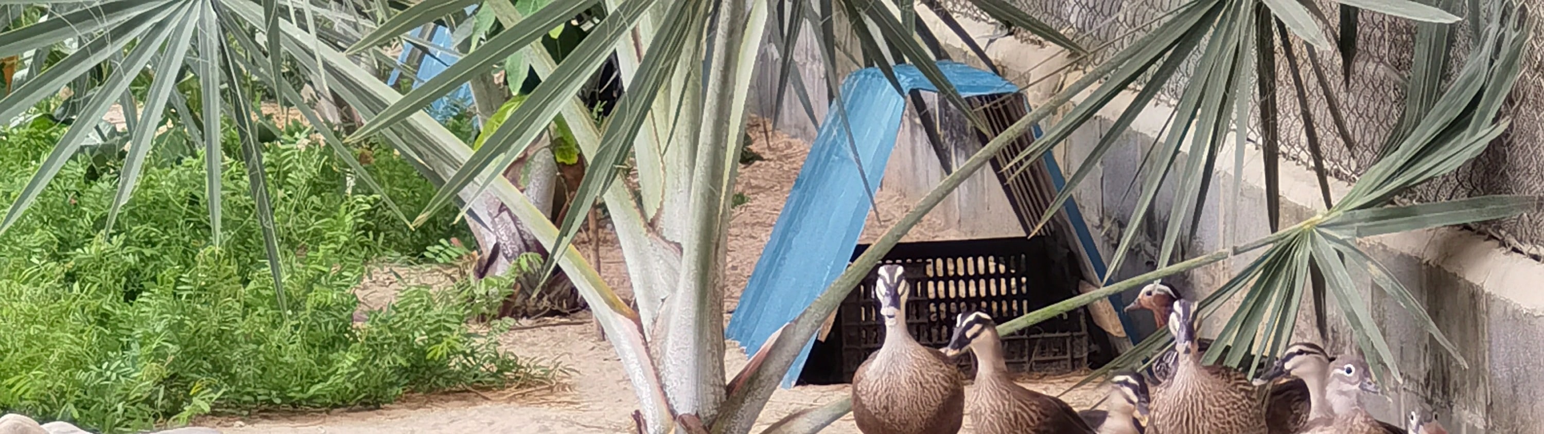 潘郎Tien Tien Farm農場 & 動物園門票