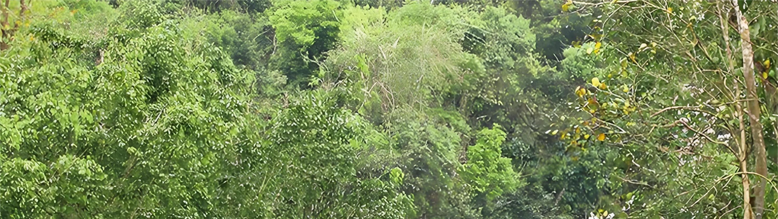 西雙版納 野象穀雨林牧象體驗 私人組團一日遊
