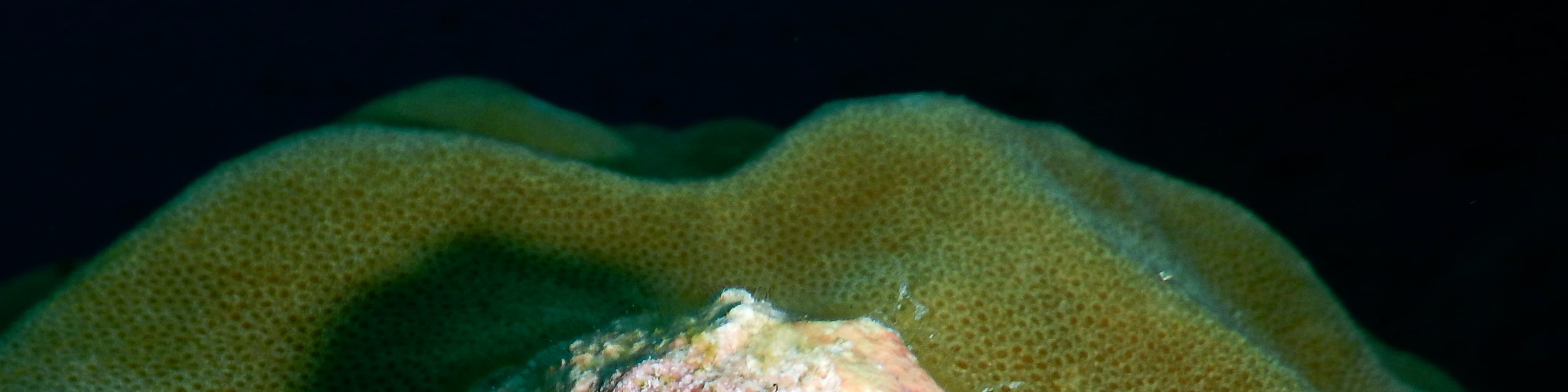 帕岸島進階潛水課程（PADI五星級潛水中心）
