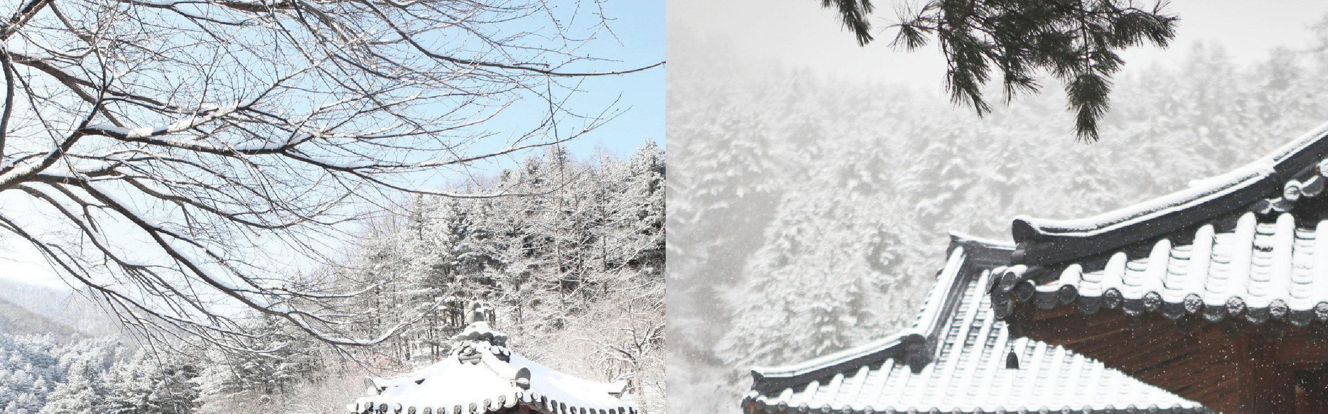 南怡島 (Nami Island) & 伊甸園冰雪世界 (Eobi Ice Valley) & 全景場 (Panorama Field) &  晨靜樹木園 (Morning Calm) 旅遊
