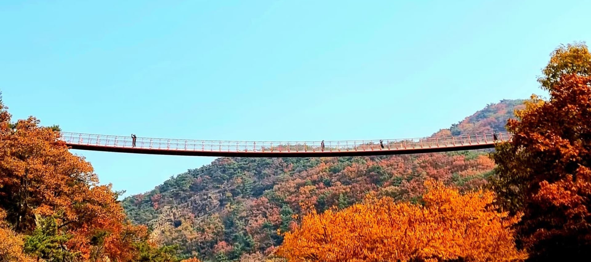 在金黃與火紅交織的美景中,知名的紺岳山吊橋 (Gamaksan Suspension Bridge) 成為攝影愛好者的夢幻天堂。 在金黃與火紅交織的美景中,知名的紺岳山吊橋 (Gamaksan Suspension Bridge) 成為攝影愛好者的夢幻天堂。