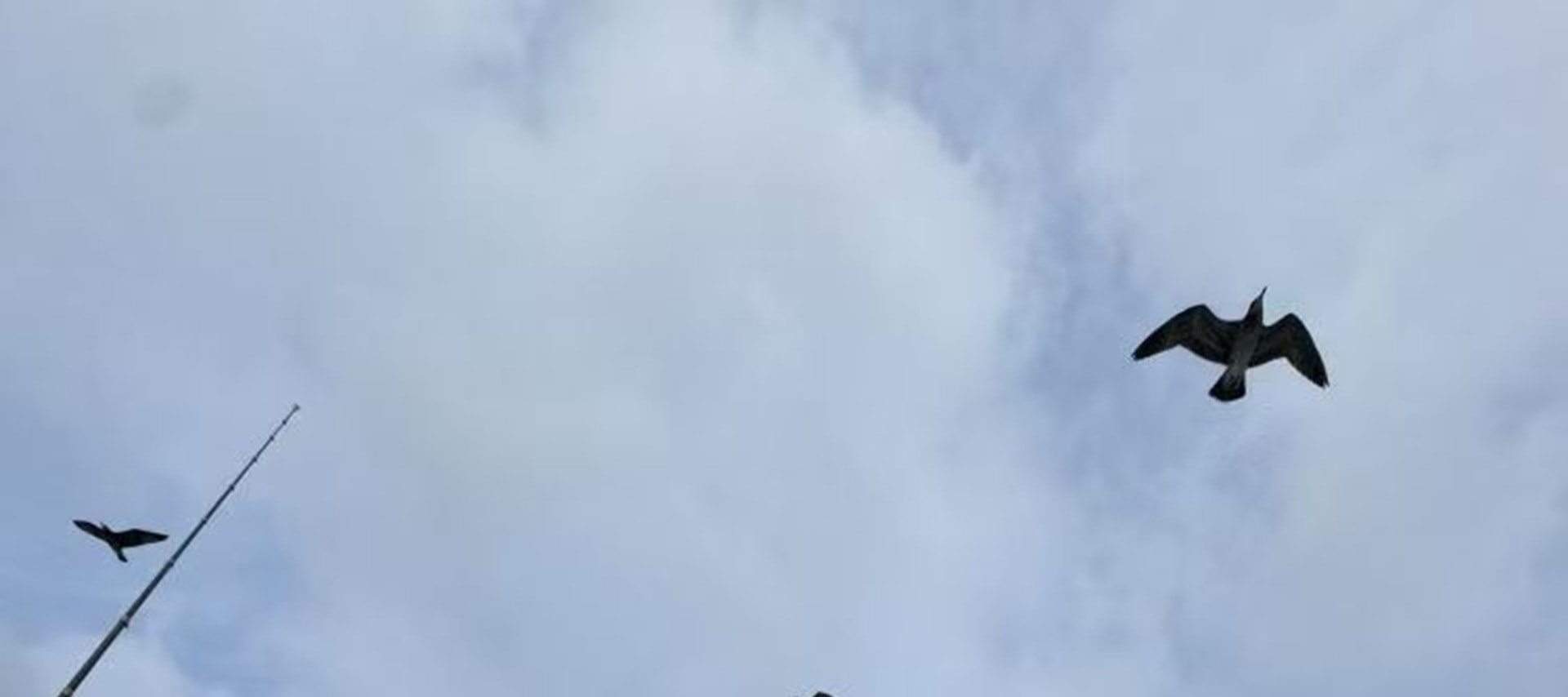 喂海鷗是俱樂部航線中人氣極高的互動項目,尤其受親子家庭喜愛,從餌料準備到互動方式都經過精心設計,安全又有趣,俱樂部為每位遊客免費準備海鷗專用餌料 喂海鷗是俱樂部航線中人氣極高的互動項目,尤其受親子家庭喜愛,從餌料準備到互動方式都經過精心設計,安全又有趣,俱樂部為每位遊客免費準備海鷗專用餌料