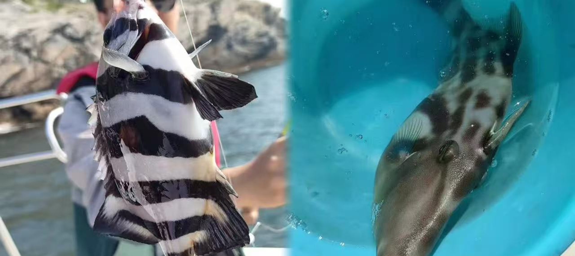 漁獲可現場稱重拍照,提供免費宰殺、冰袋打包服務;如需加工,可推薦碼頭合作飯店,主打 “清蒸鱸魚”“香煎鮁魚” 等原味做法 漁獲可現場稱重拍照,提供免費宰殺、冰袋打包服務;如需加工,可推薦碼頭合作飯店,主打 “清蒸鱸魚”“香煎鮁魚” 等原味做法