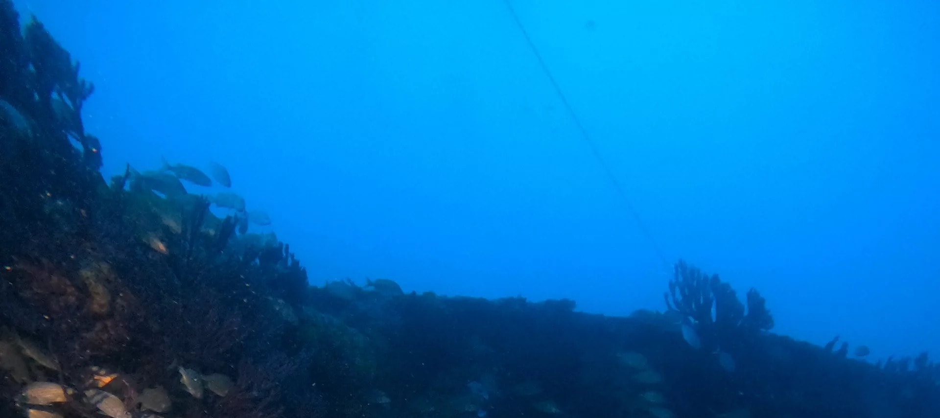 比斯坎灣關鍵挑戰：PADI 高級潛水員 5* 潛水中心