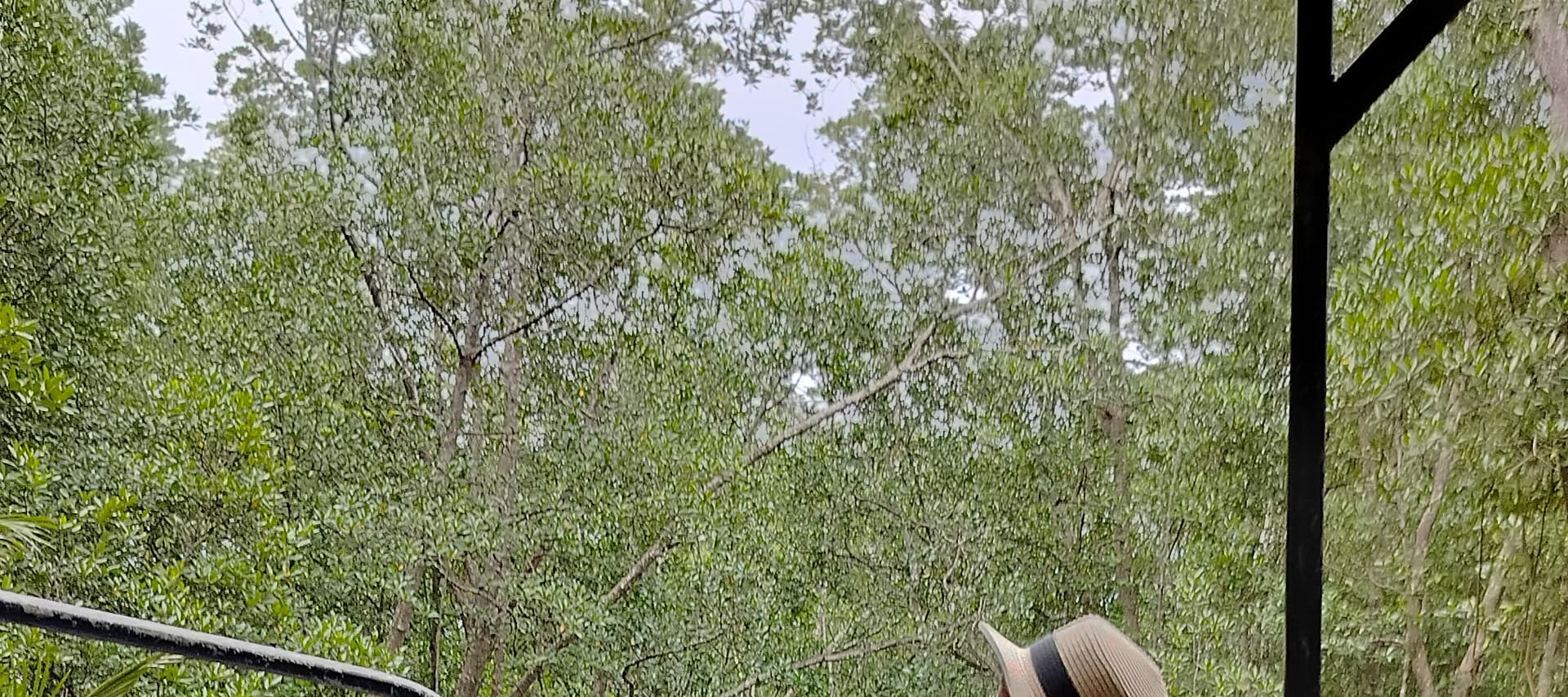 Kota Kinabalu : Bongawan Wetland Proboscis Monkey Shared Tour 