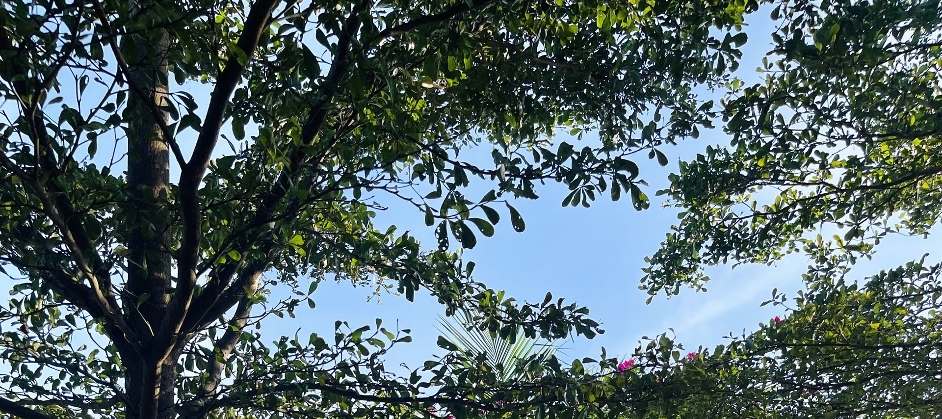 會安3小時木雕體驗課（當地藝術家指導）