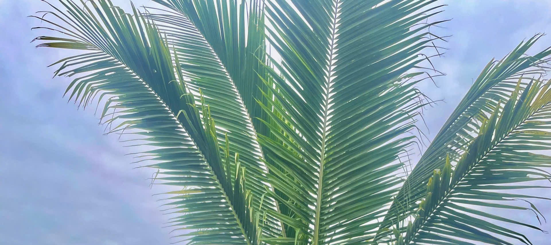 會安3小時木雕體驗課（當地藝術家指導）