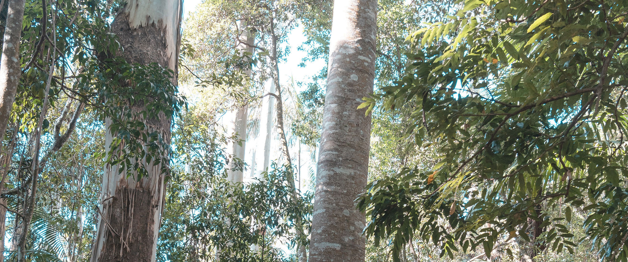 “Enjoy easy rainforest walks with stunning views and local wildlife on Tamborine tour.”