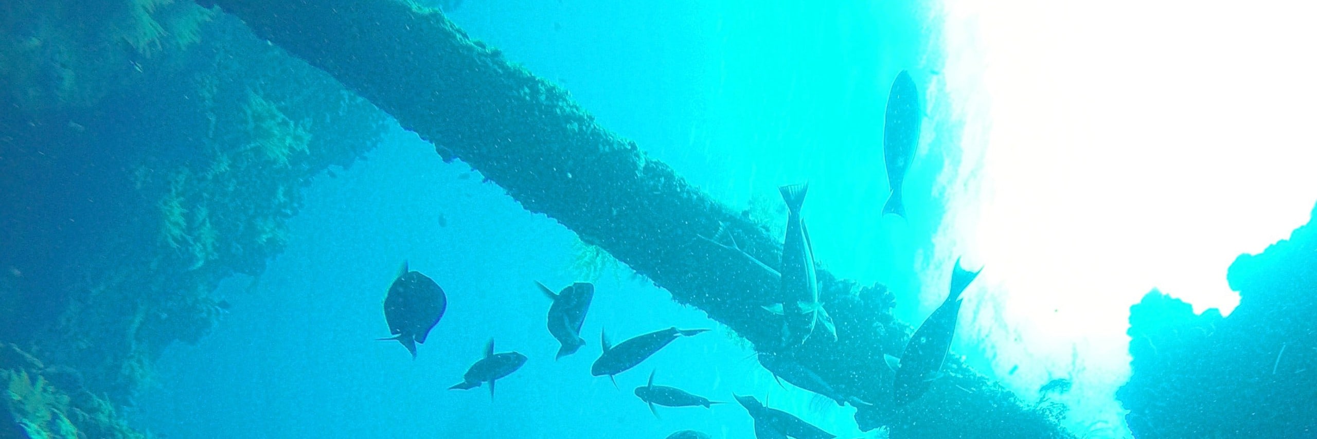 解鎖深度：努沙佩尼達島 PADI 5*中心高級課程
