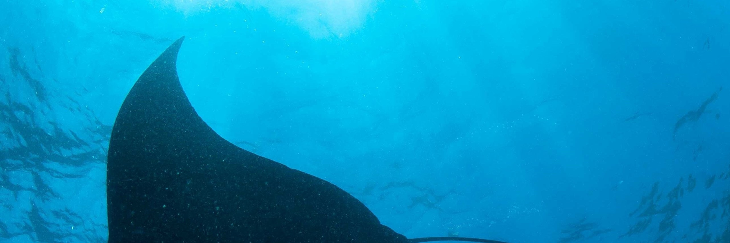 解鎖深度：努沙佩尼達島 PADI 5*中心高級課程