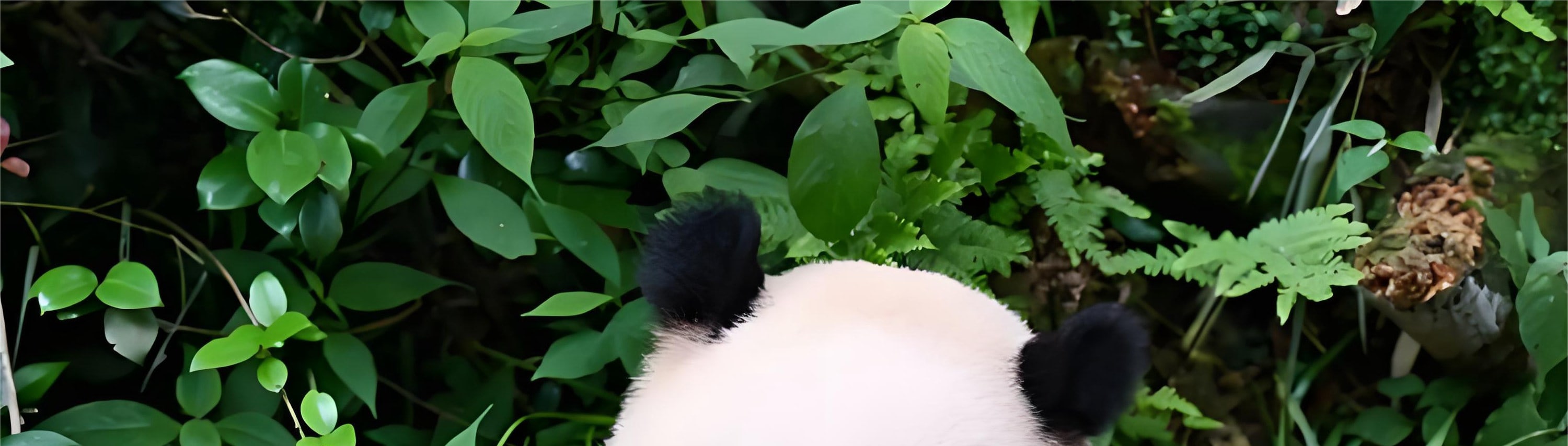 在熊貓谷這片仿生態的竹林樂園裡,大熊貓們自在嬉戲、憨態可掬,盡顯國寶的可愛與靈動 在熊貓谷這片仿生態的竹林樂園裡,大熊貓們自在嬉戲、憨態可掬,盡顯國寶的可愛與靈動