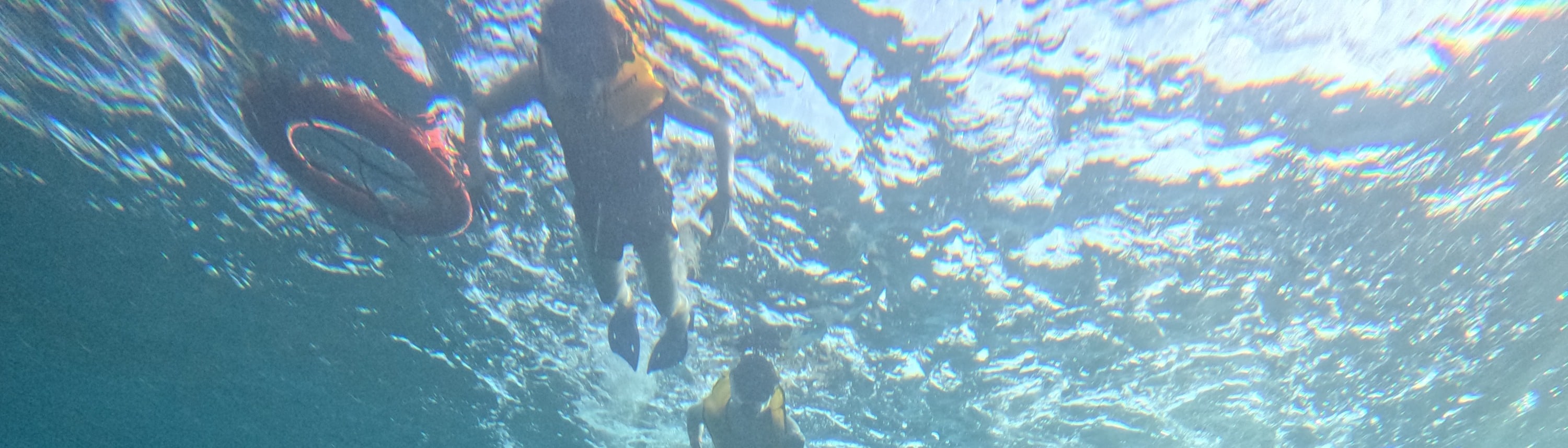 5合1浮潛之旅（探索海龜 / 珊瑚礁 / 水下雕塑博物館 / 沉船）
