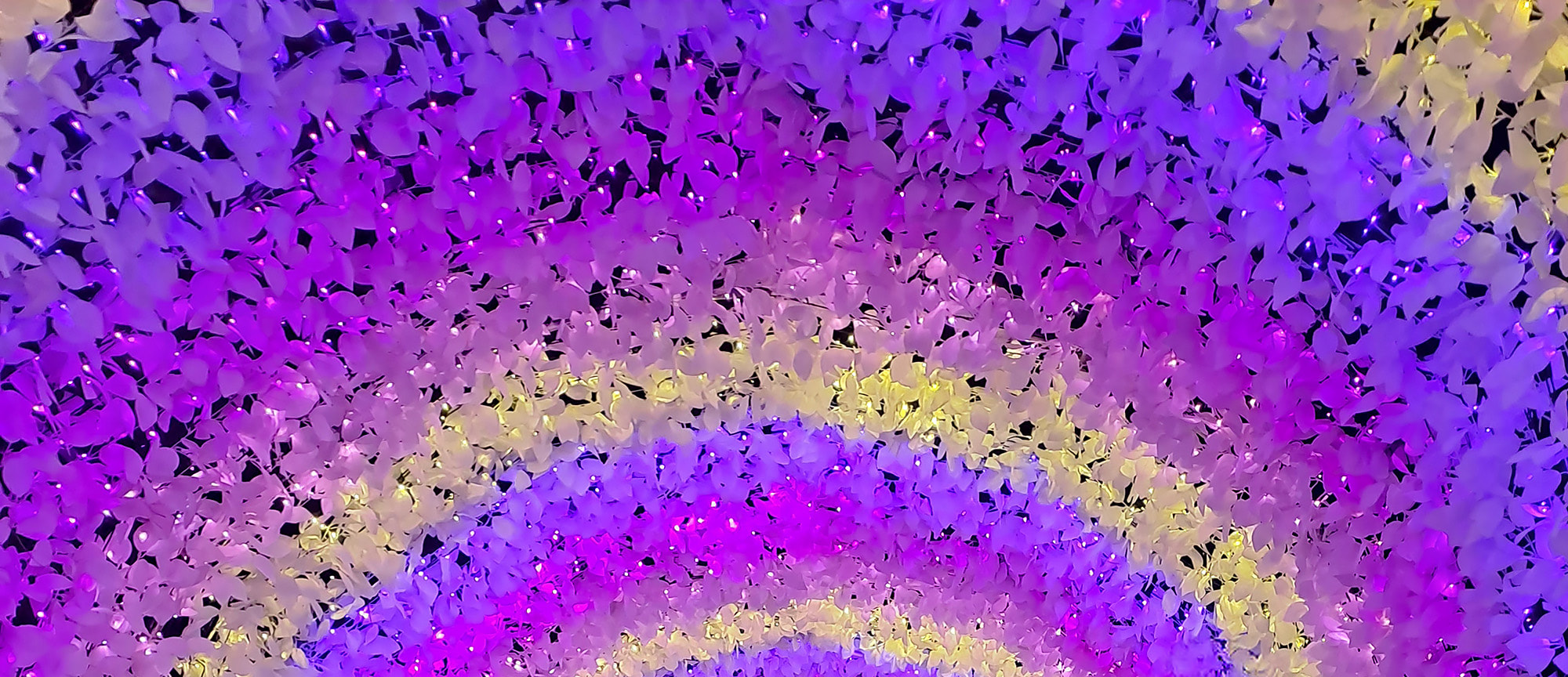 冬季晨靜樹木園🎇