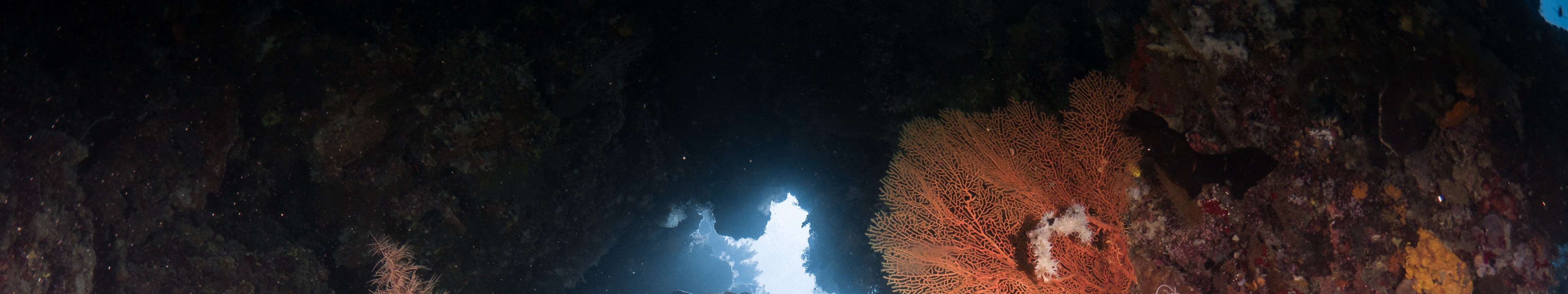 西巴丹島FunDive潛水一日遊（PADI潛水中心）