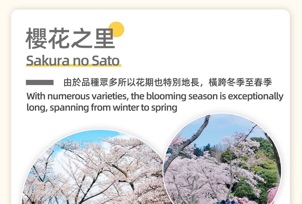 佔地約4萬平方公尺的廣大腹地內約有1,500株櫻花樹，由於品種眾多所以花期也特別地長，橫跨冬季至春季。