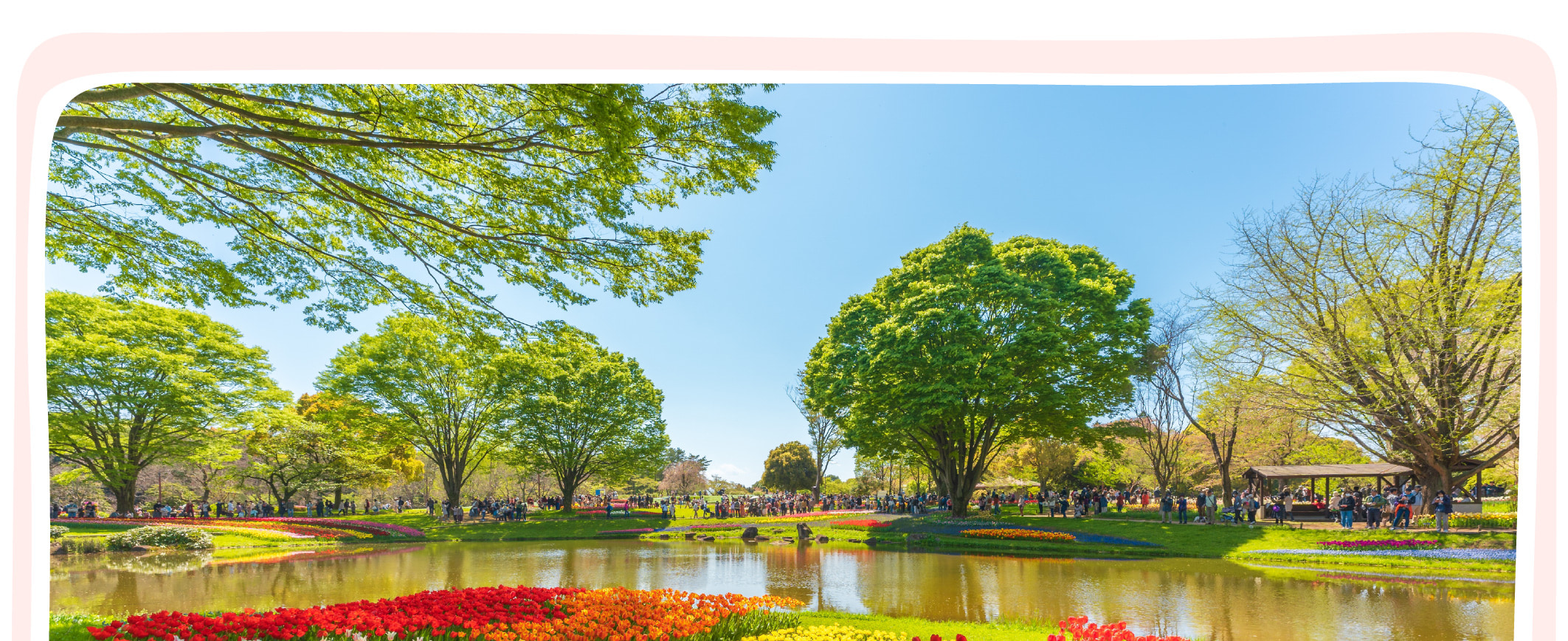 東京櫻花特輯：昭和紀念公園/六義園/飛鳥山