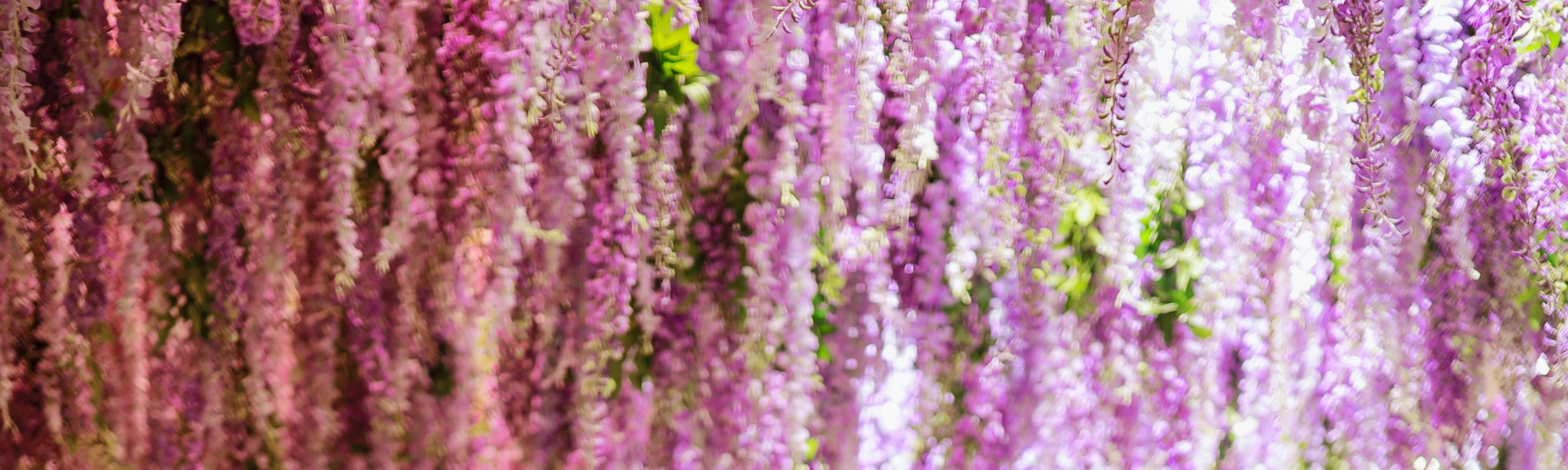 🌸 秋海棠花園
漫步於美麗的室內秋海棠花園，全年鮮花盛開

探索四季綻放的室內秋海棠花園，雨天也能拍美照

 雨でも安心！一年中咲き誇るベゴニア溫室ガーデンを散策