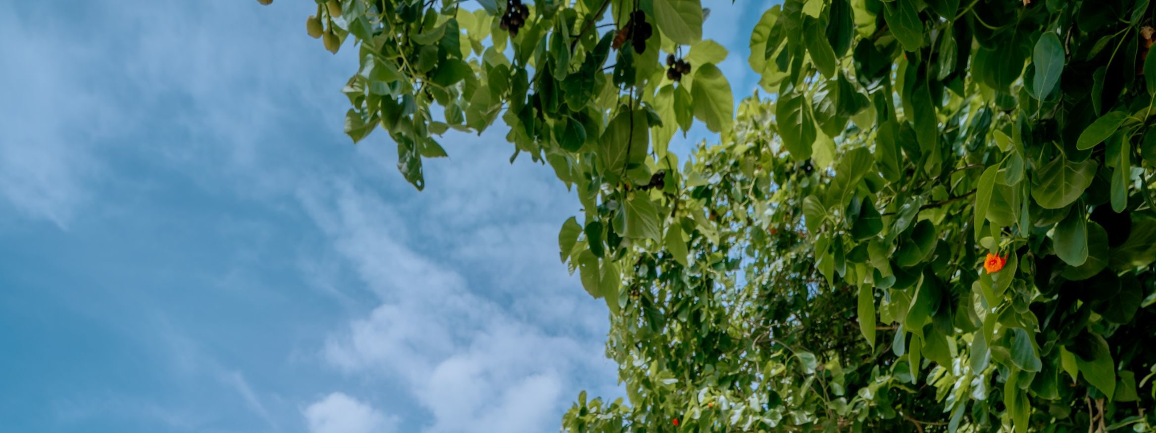 野餐式豪華長尾船