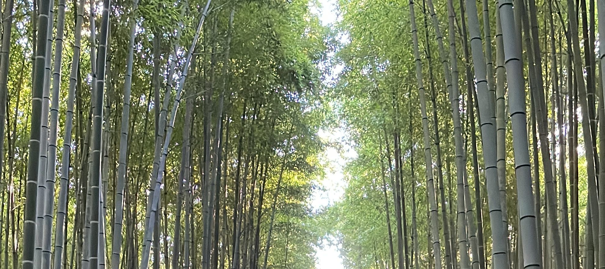 京都一日遊：永恆的地標和隱藏的瑰寶
