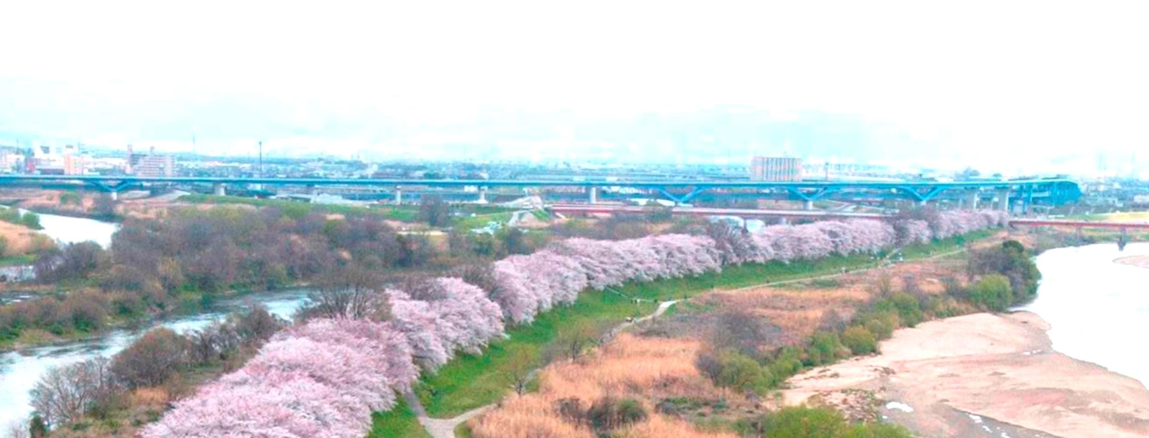 期間限定 淀川背割堤樱花祭  | 漫步1.4km櫻花隧道・宇治・勝尾寺・箕面大瀑布 