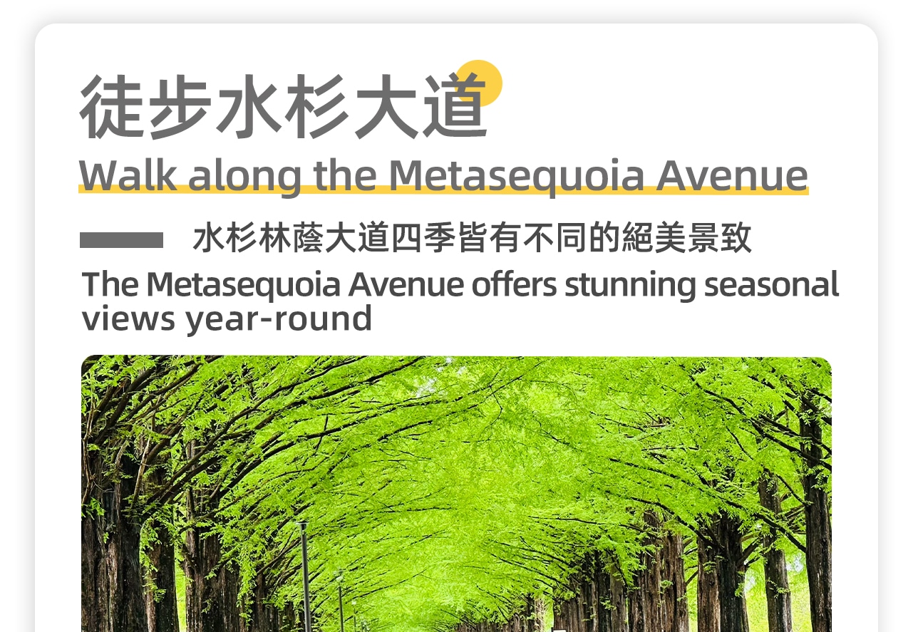 徒步水杉大道，這條被冰雪覆蓋的2.4公里林蔭大道，兩側500株水杉樹營造出浪漫神秘的氛圍，早在1994年就被選為"日本街路樹百景"之一。漫步其中，遠眺野坡山地，感受冬日獨有的靜謐與壯美