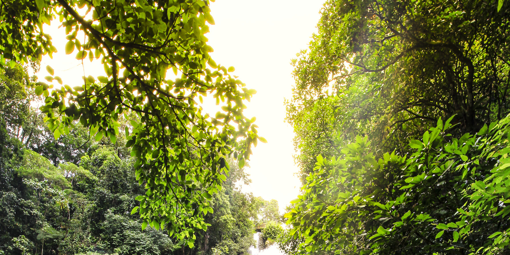 Waterfalls Day Tour-Millaa Millaa Falls&Josephine Falls from Cairns - Thumbnail 10