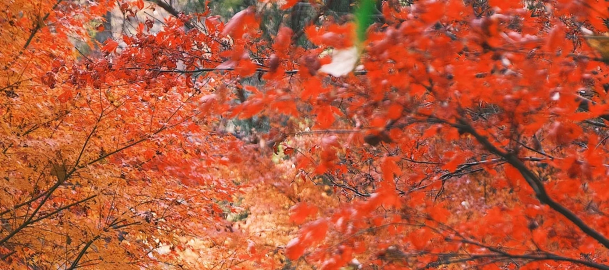 網紅湖南長沙+紅色韶山精緻小團2日遊（嶽麓書院+火宮殿+湖南博物館+橘子洲+嶽麓山+毛澤東廣場+南岸私塾+贈送茶顏悅色+長沙往返）