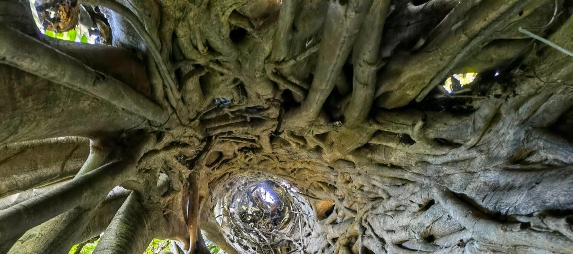 在西雙版納熱帶植物園，能看見奇妙反差。一邊是城市高樓林立，一邊是園內雨林繁茂。鋼筋水泥與自然生態相遇，逛園時，既能觸摸雨林生機，又能遠眺城市活力，像一場穿越，在自然與現代間自由遊走