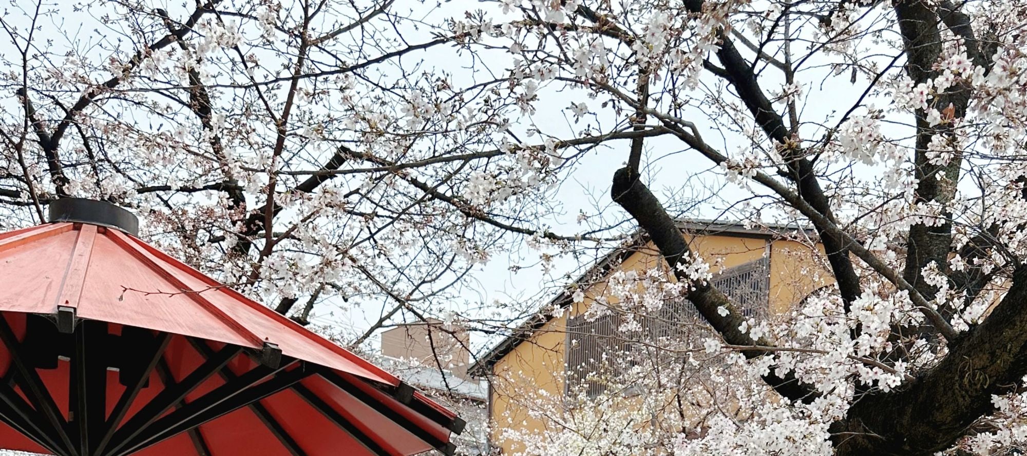 東京和服租賃（Kimono Rental Wargo東京淺草店提供）