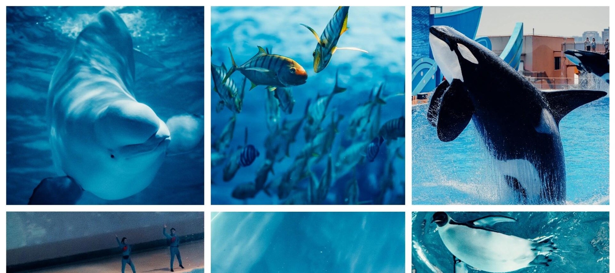 Beluga whales swimming, schools of fish swimming, killer whales interacting... Haichang uses its camera to capture the dreamy moments of the ocean. Come and see