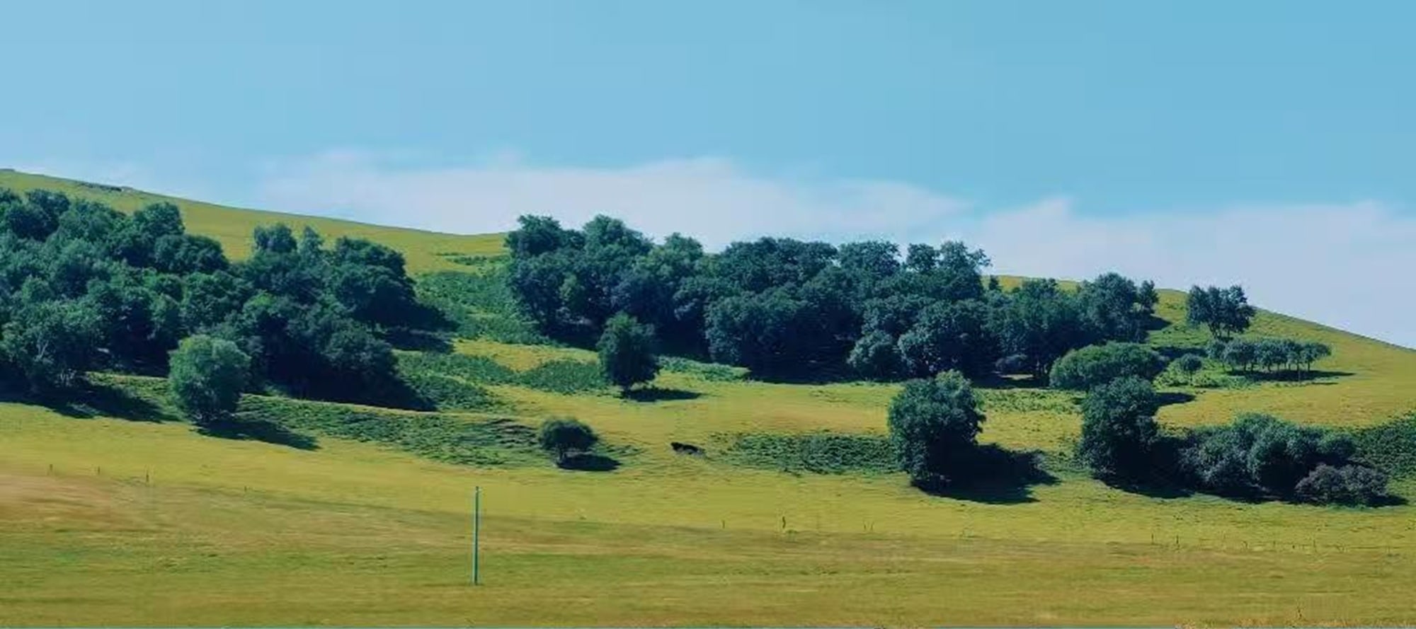 The grassland unfolds like a scroll, with graceful horses and vehicles traversing the green fields. Come and encounter this dynamic and expansive grassland scenery.