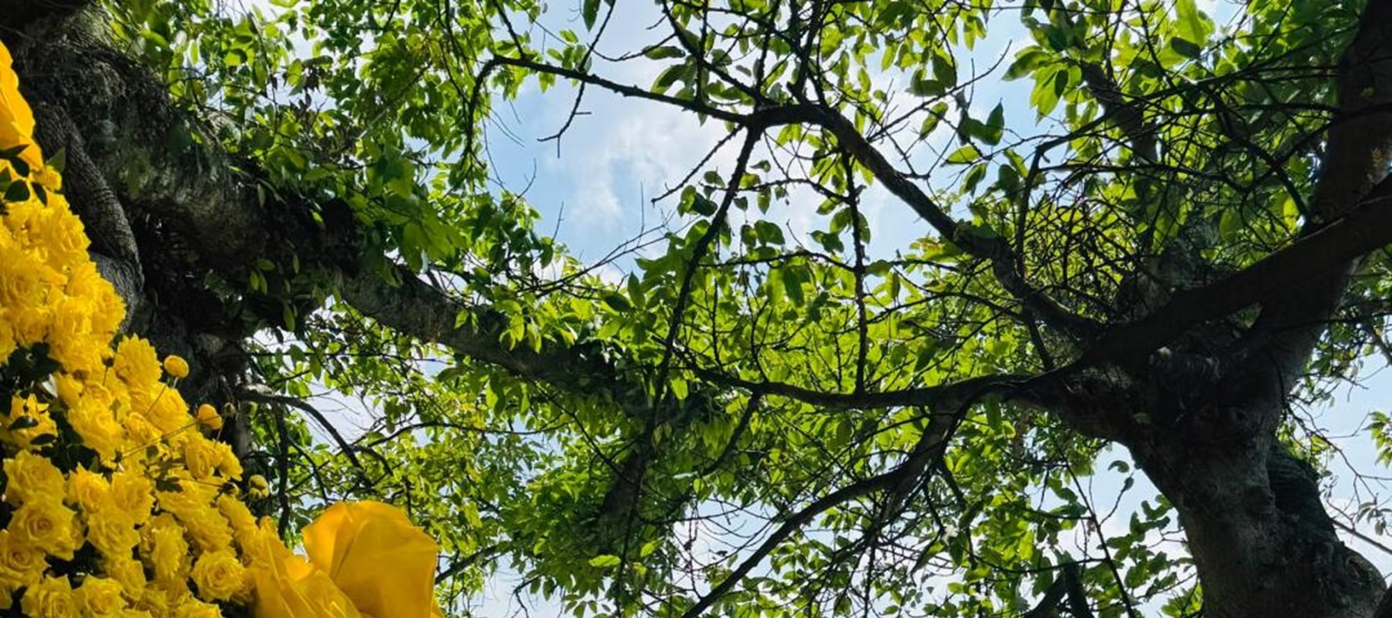雲南撫仙湖純玩一日遊（撫海灣溼地公園+撫仙湖西岸紅咀+撫仙湖祿充風景區+粉色沙灘+筆架山+石鍋魚/銅鍋洋芋飯+雲南人的後花園+昆明往返）