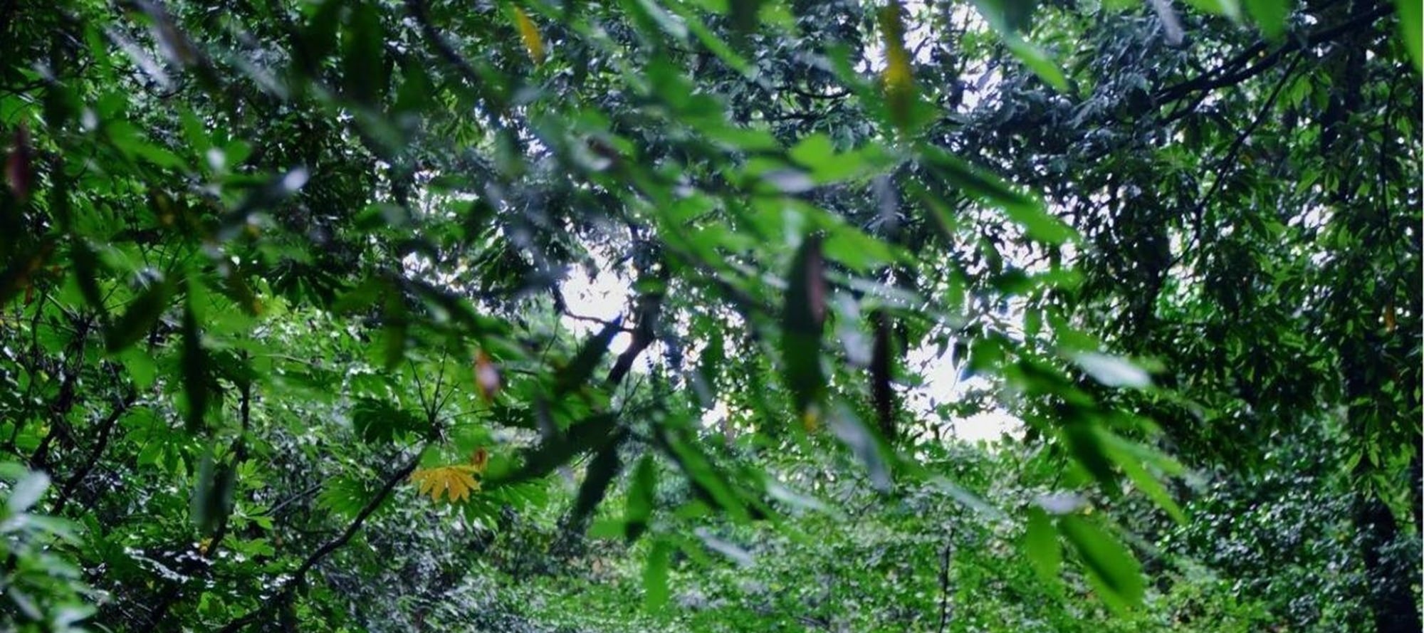 Walk through the mountains of Emei Mountain, walk on the bluestone to explore the ancient temple, listen to the sound of springs and birds, and encounter the poetry and Zen of the mountains during your hike