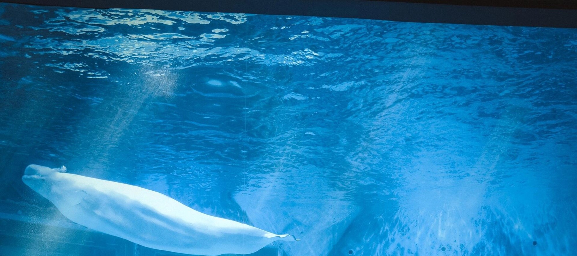 Parents and children watch beluga whales together at Haichang Ocean Park, and record the wonders of the ocean in their growth stories