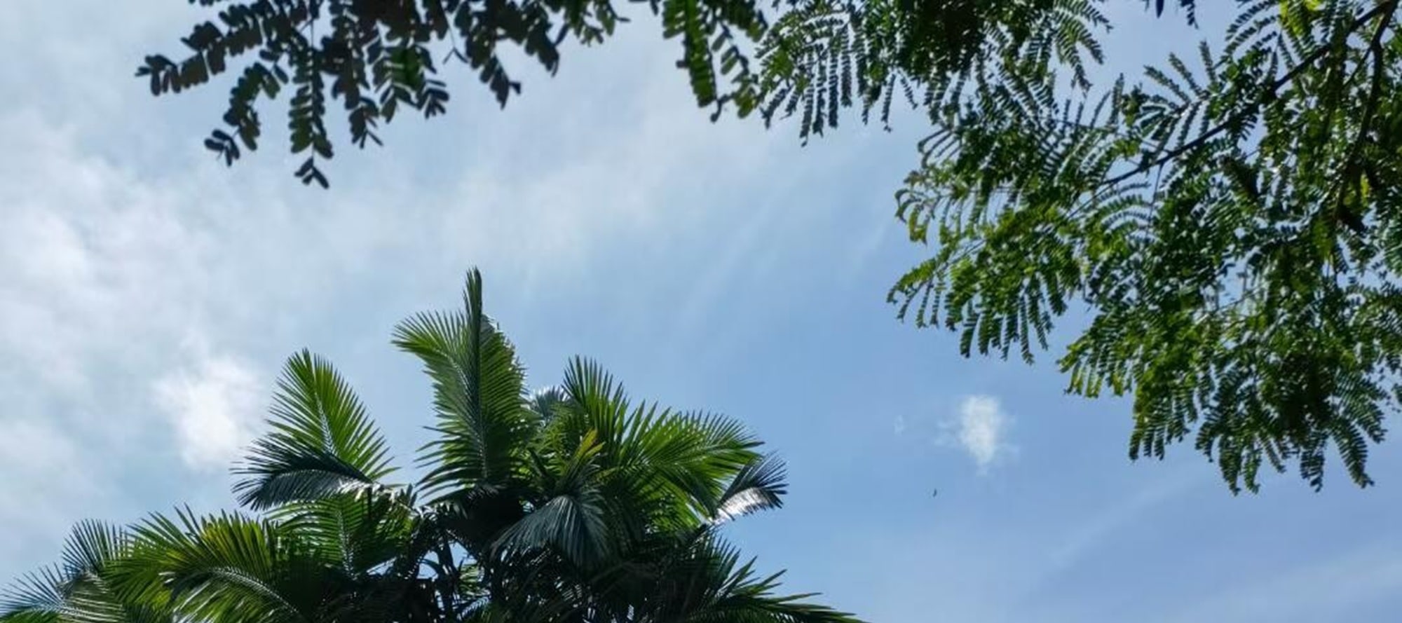 植物園裡的絞殺榕，是自然 “生存課” 的生動教材。氣根如巨網纏繞，最終 “絞殺” 宿主，展現雨林殘酷又神奇的生存法則。站在樹下仰望，震撼於生命的博弈與力量，這是隻有熱帶植物園能給的自然奇觀體驗