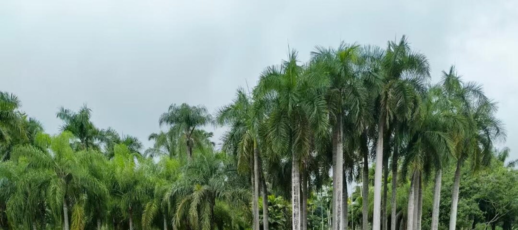 晴天的植物園湖泊，是藍與綠的完美協奏。藍天白雲倒映湖面，噴泉濺起晶瑩水花，岸邊綠樹成蔭。在這兒，或漫步賞景，或靜坐吹風，把身心交給這方澄澈，偷得浮生半日閒，感受最純粹的自然愜意