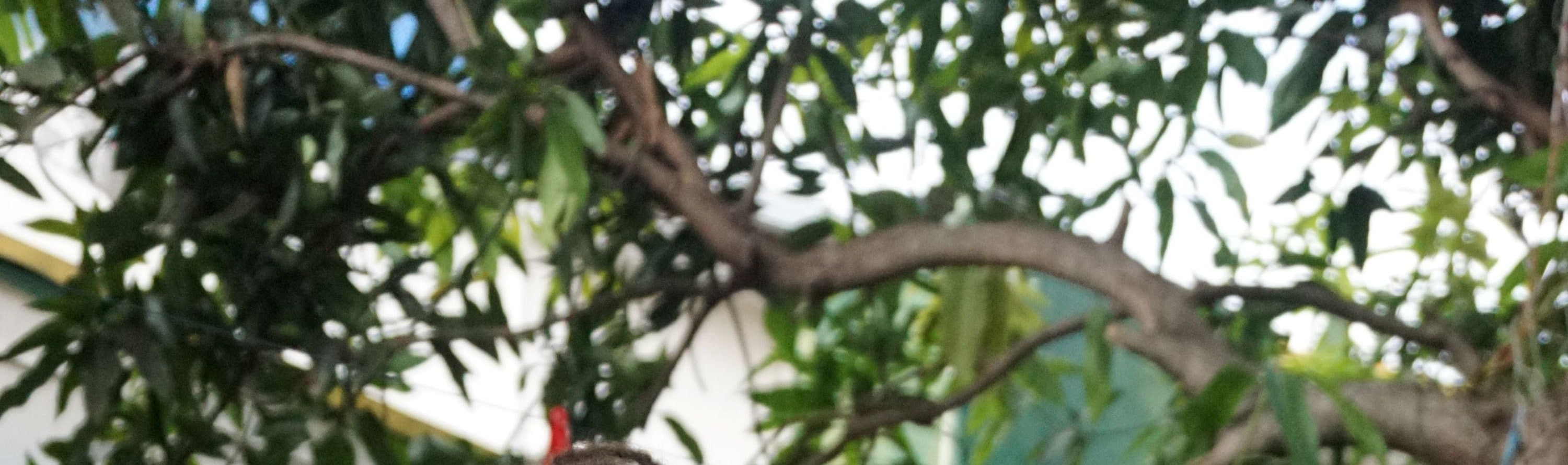 學習天然染色藝術 學習天然染色藝術