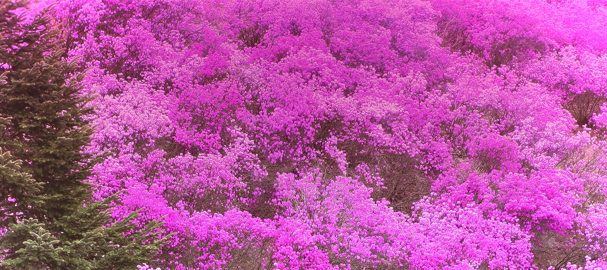 🩷🌺 遠美杜鵑花山是著名的春季旅遊勝地,深受當地人喜愛。 🩷🌺 遠美杜鵑花山是著名的春季旅遊勝地,深受當地人喜愛。