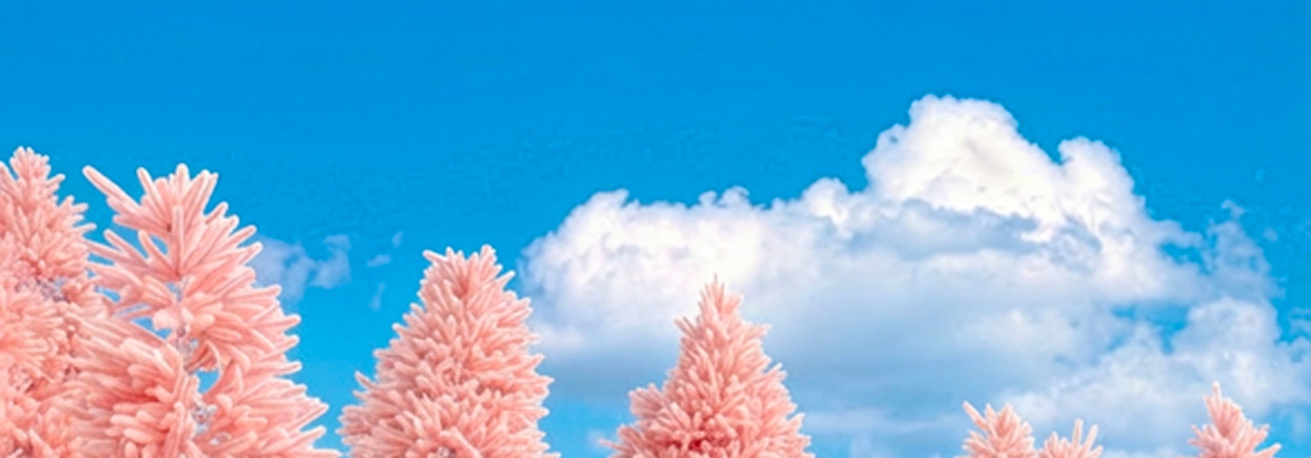 💖 在香草島樂園漫步於夢幻粉紅森林。