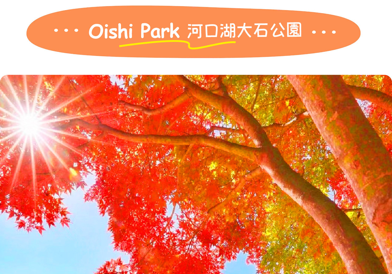 四季更迭的河口湖大石公園,春賞櫻、夏看薰衣草、秋觀掃帚草、冬望雪富士,處處皆是明信片般的絕景。 四季更迭的河口湖大石公園,春賞櫻、夏看薰衣草、秋觀掃帚草、冬望雪富士,處處皆是明信片般的絕景。