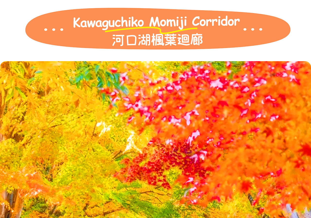 漫步在河口湖楓葉迴廊，紅葉鋪滿小徑，富士山倒映湖中，宛如步入一幅絢爛的秋日畫卷。