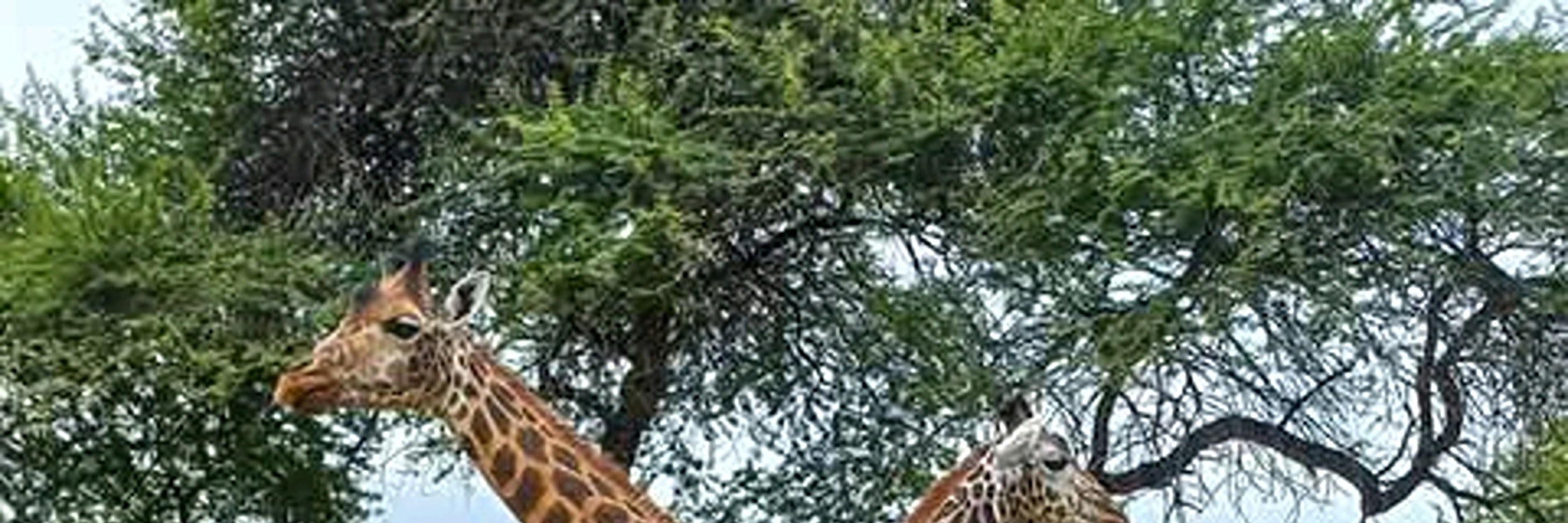 Mombasa: Shore Excursion And City Historical Guided Tour.
