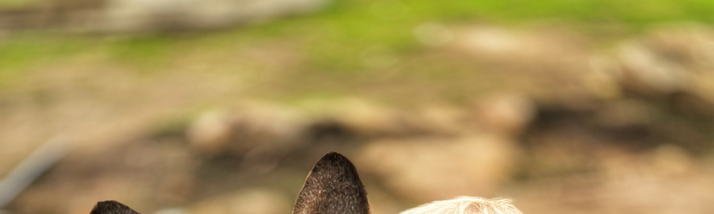 Richmond and Borong Wildlife Sanctuary Half Day Tour from Hobart