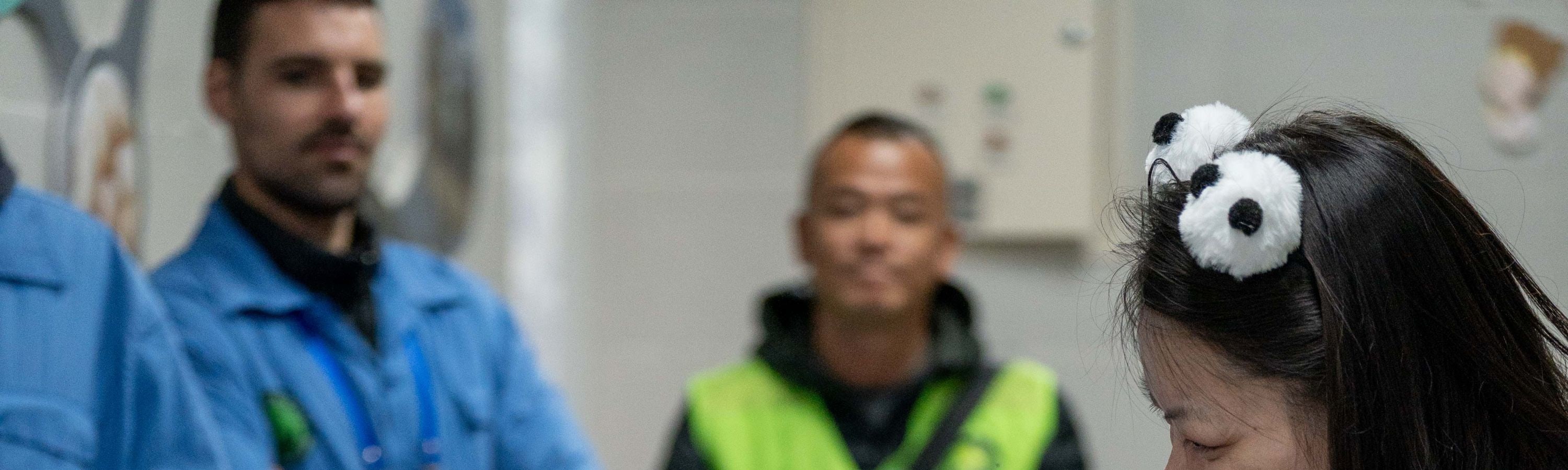 【櫻花季促銷】成都熊貓志工1日愛心體驗都江堰/臥龍熊貓基地親子營+研學體驗+贈紀念禮包頒發證書+國寶探秘+瞭解大熊貓知識