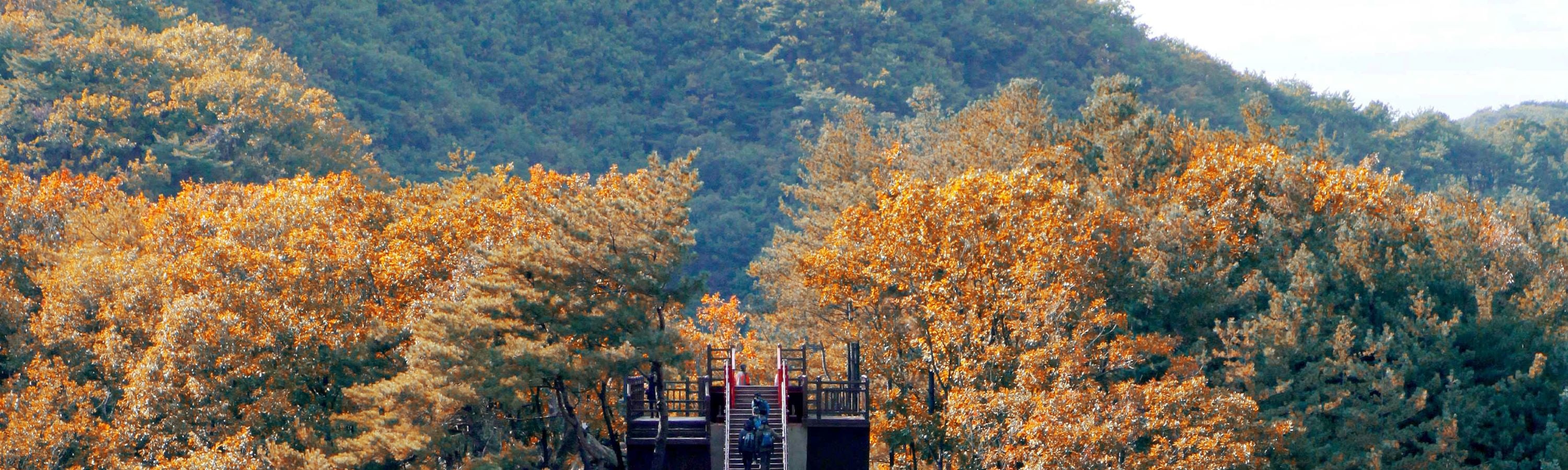 DMZ Tour with Local Specialty Liquor Tasting Courses