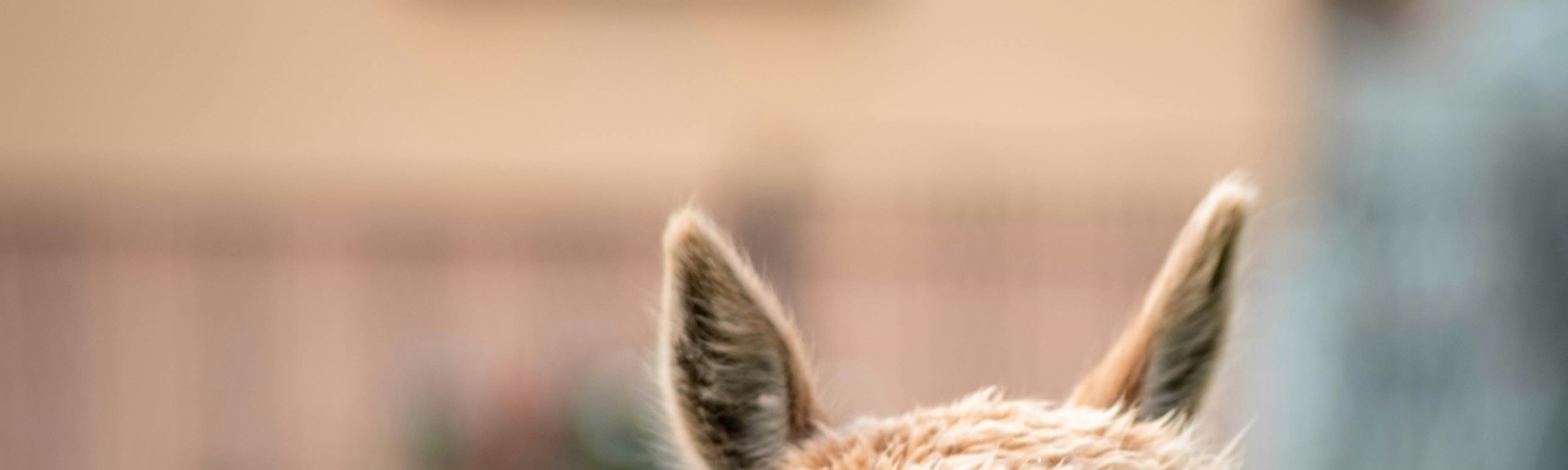 草泥馬和孩子們在一起的畫面真是太可愛了