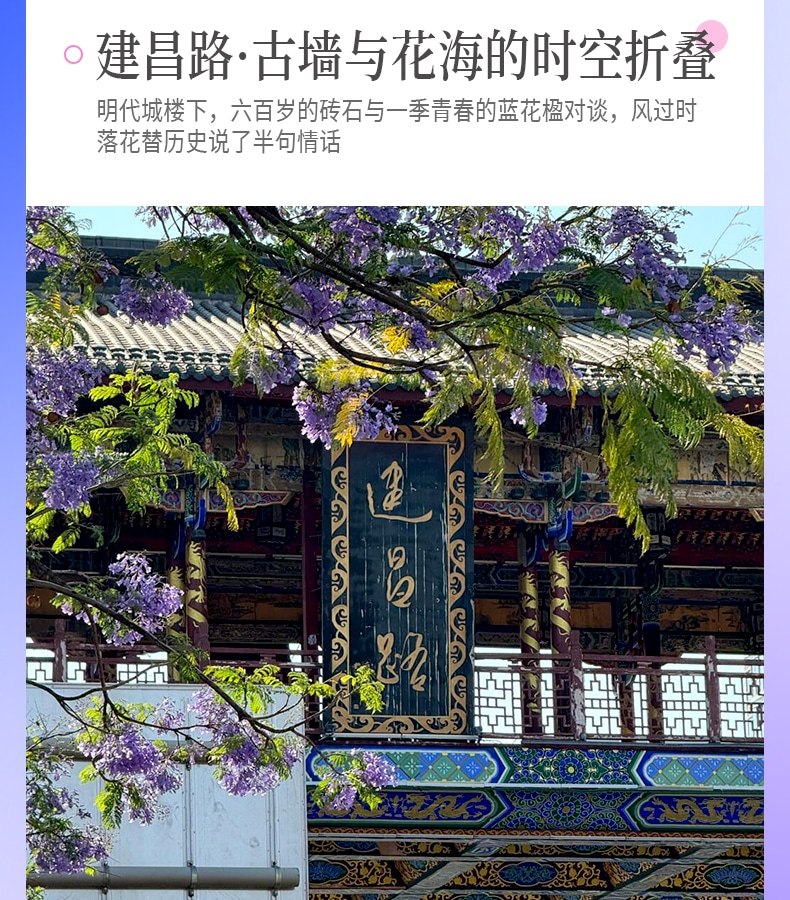 雲南昆明藍花楹與蒼洱瀘沽｜7天6晚2~7人小團（昆明+藍花楹+大理洱海+瀘沽湖+瀑布溫泉+西昌藍花楹+元謀土林）