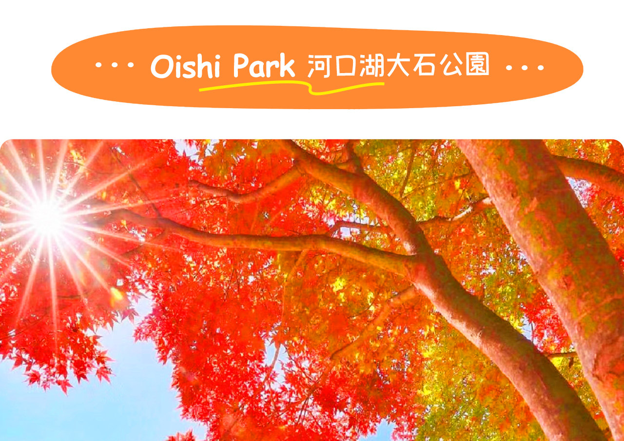 河口湖大石公園四季皆美，春賞櫻花、夏觀薰衣草、秋覽紅葉、冬看雪景，遠眺富士山盡收眼底。